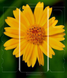 Защитное пленка DK HydroGel 360° Butterfly для OnePlus 8 Pro (clear) 013486-063 фото 2
